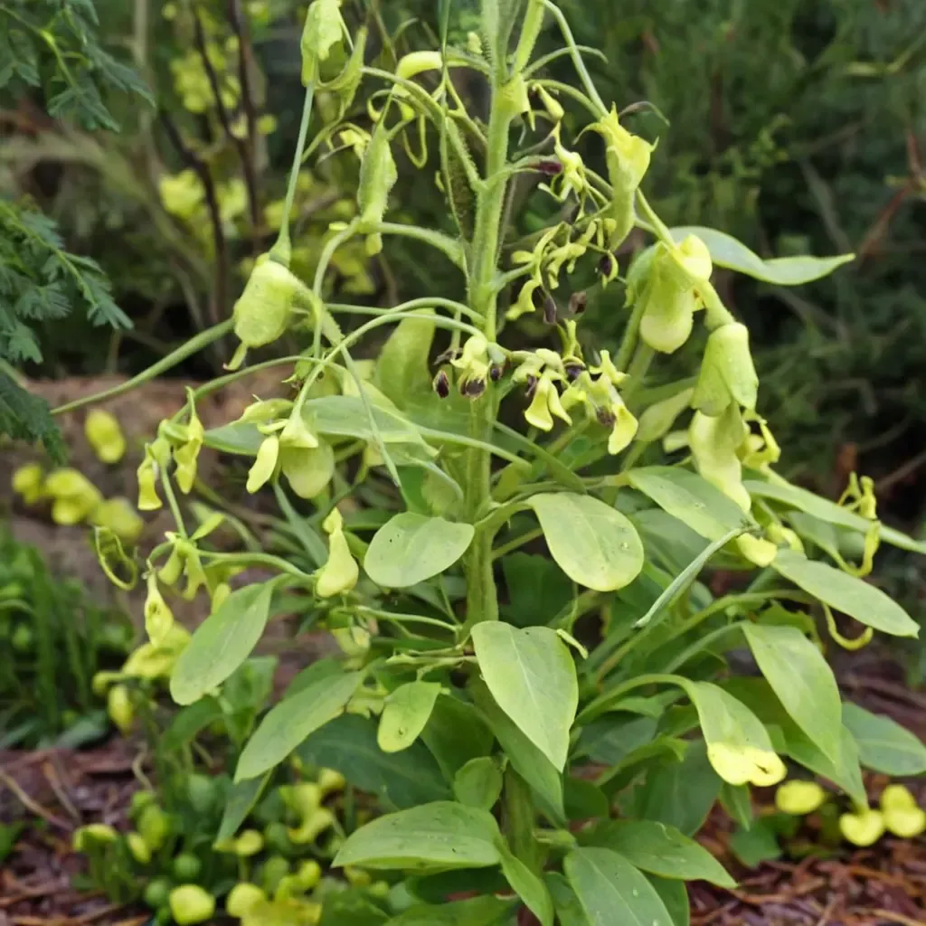 Langsdorf's Tobacco
