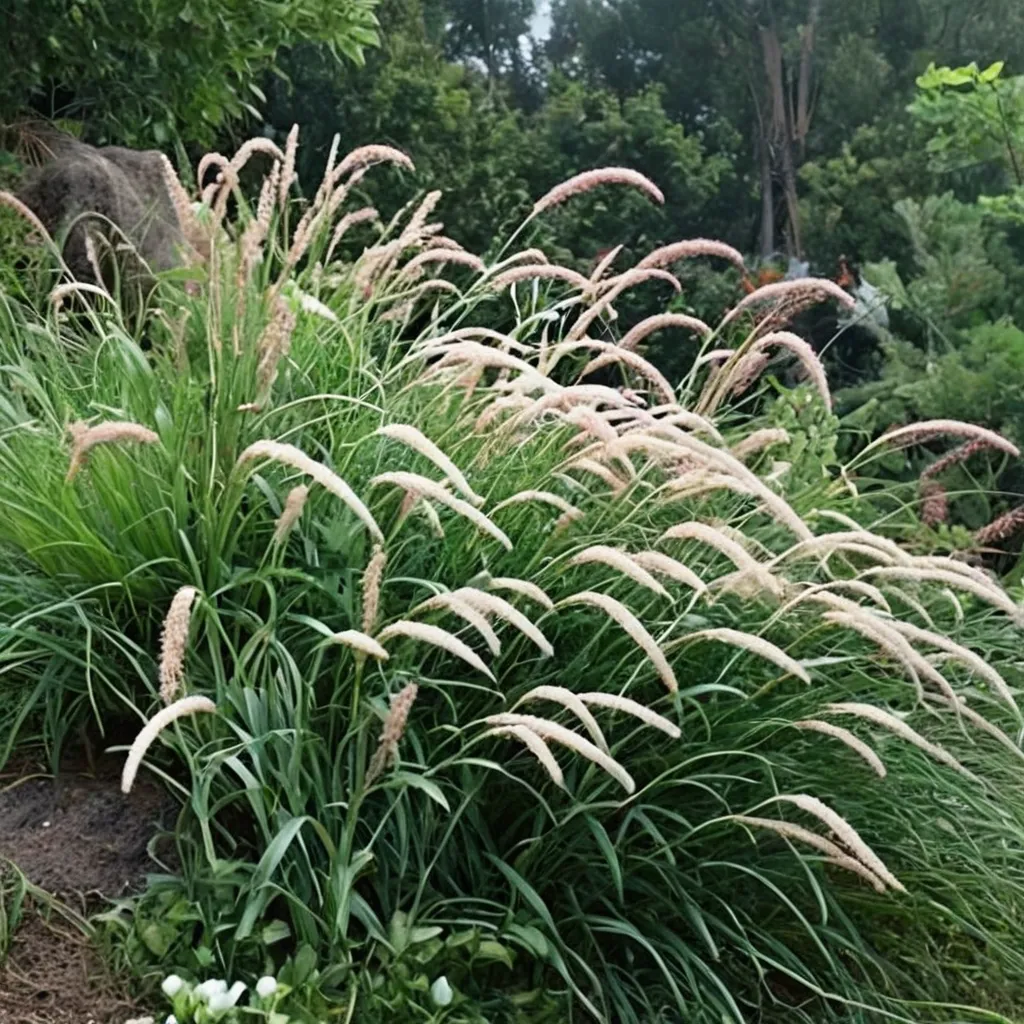 Tall Tails Oriental Fountain Grass