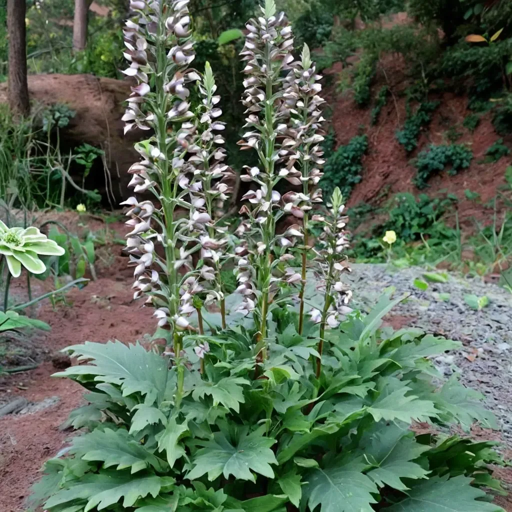 Summer Beauty Bear's Breeches