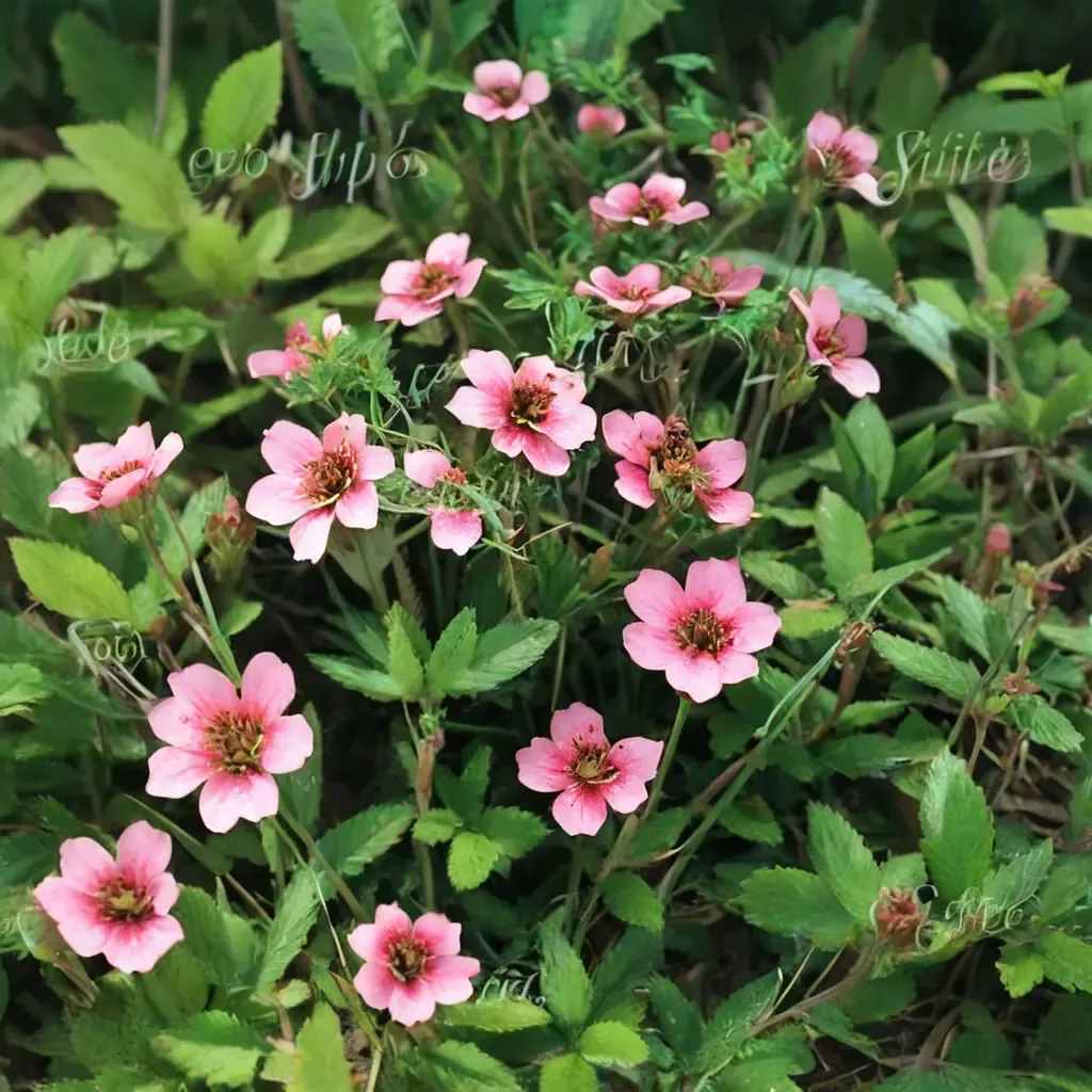 Shogran Cinquefoil