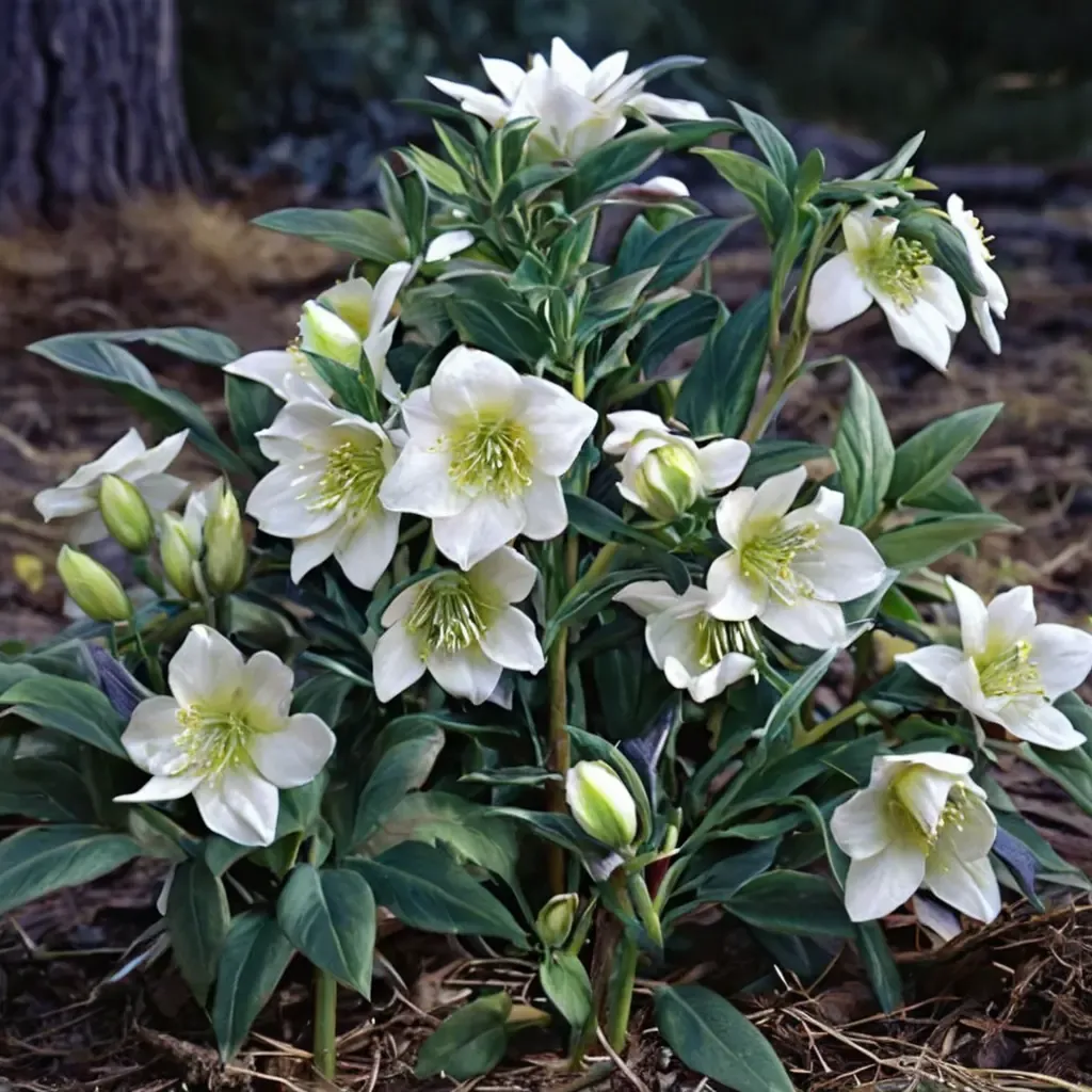 Christmas Rose