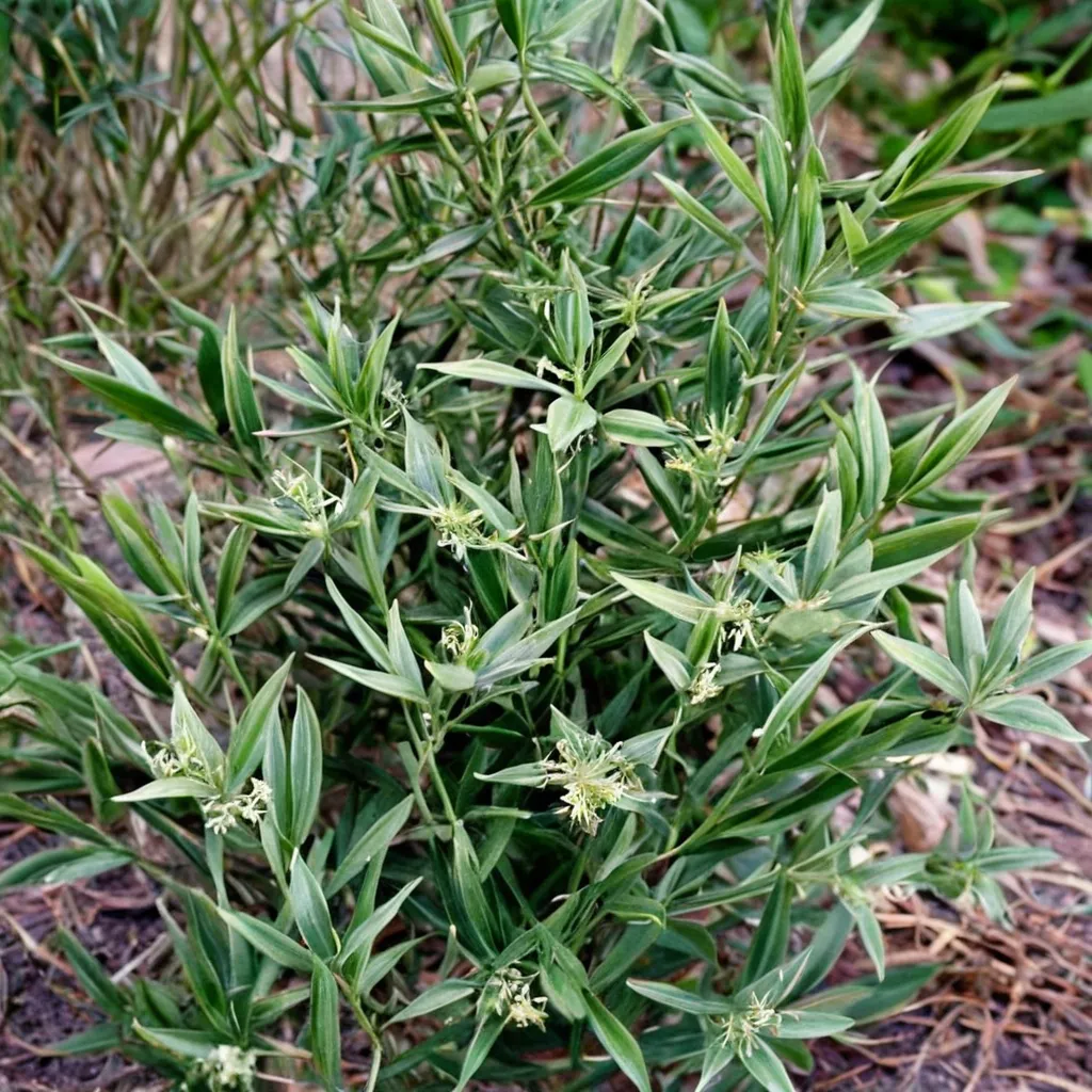 Butcher's Broom