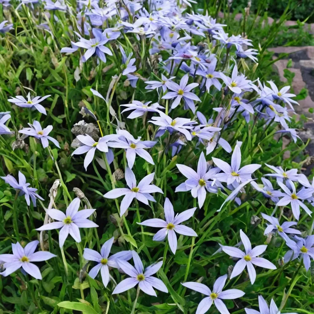 Blue Star Flower