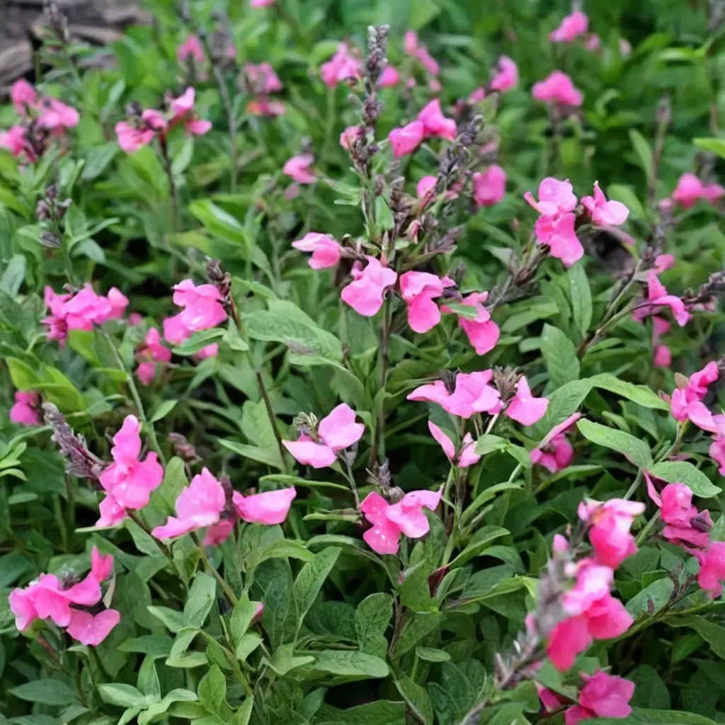 Big Pink Sage