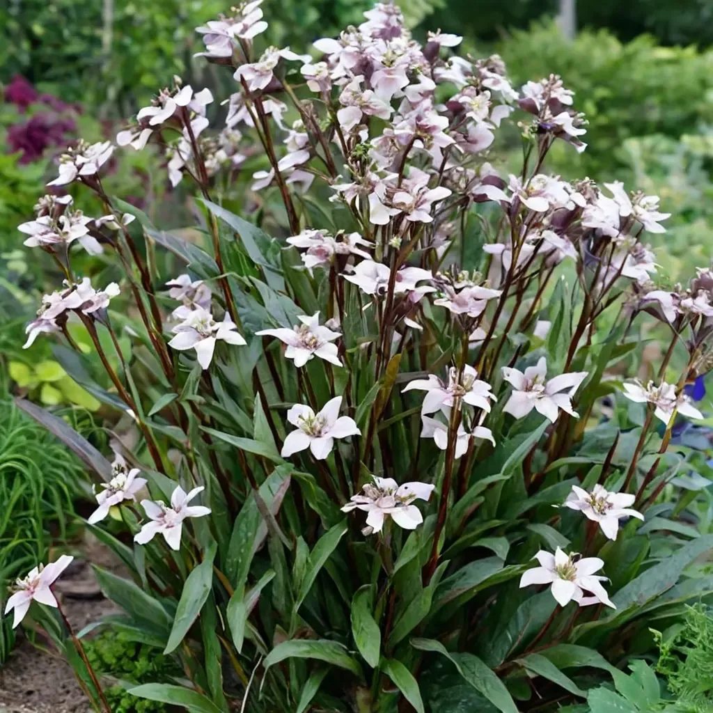 Husker Red Beardtongue