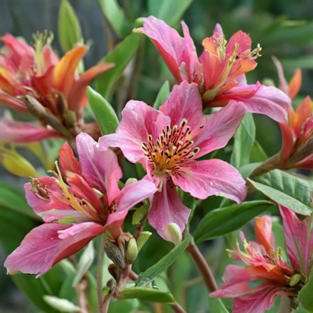 Peruvian Lily Patricia Lynn