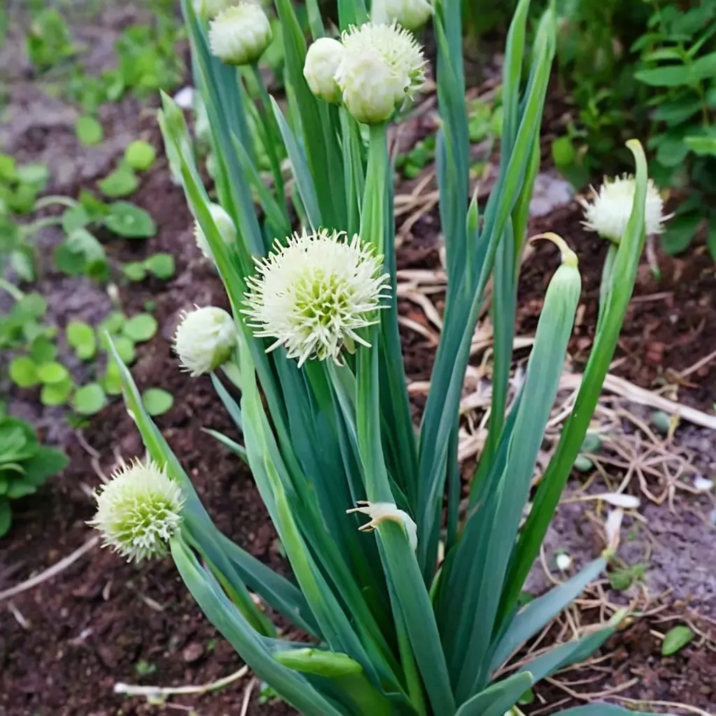 Welsh Onion, Bunching Onion