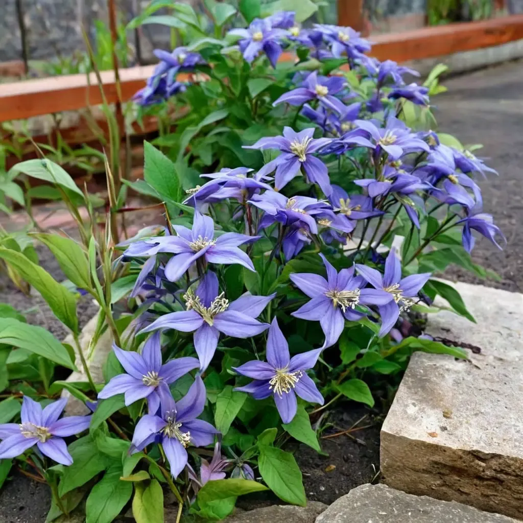 Clematis Chloe