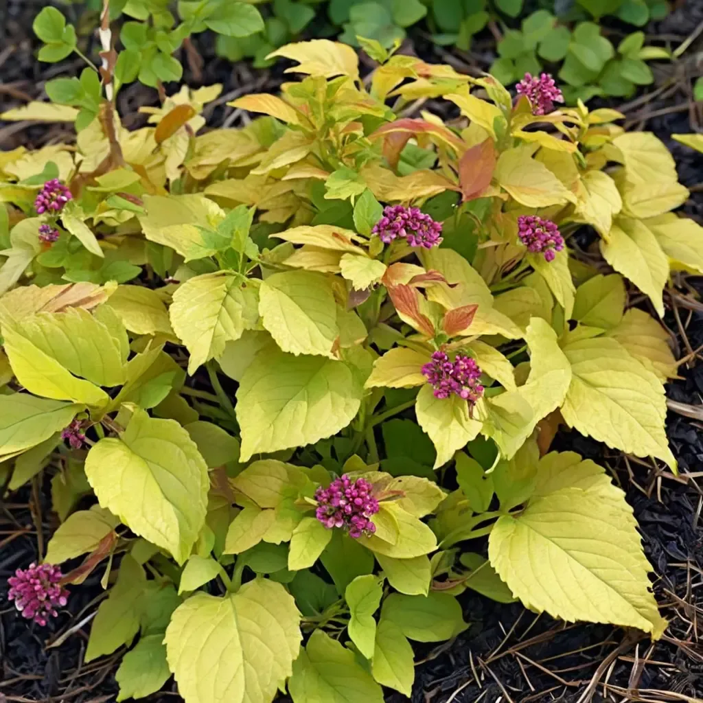 Double Play Candy Corn Spiraea