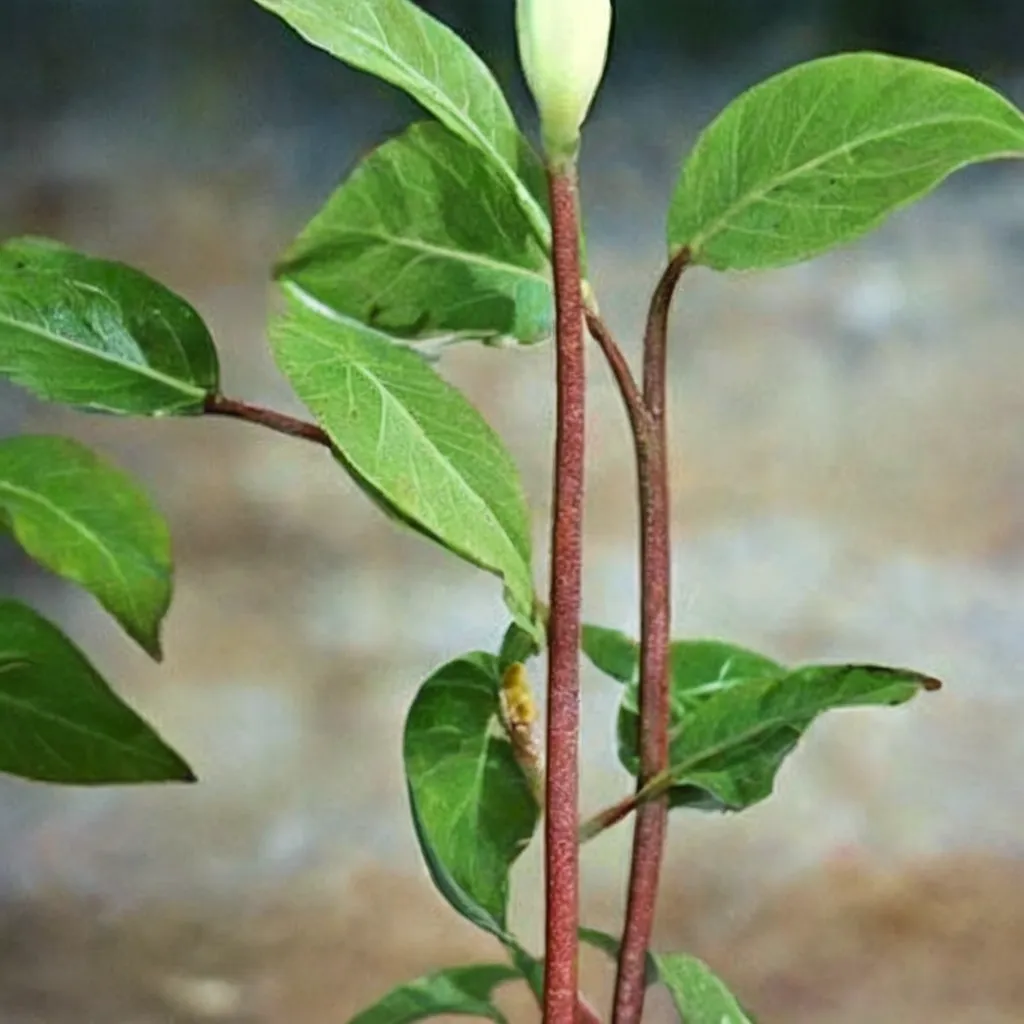 Amorphophallus pseudoharmandii Hot Legs