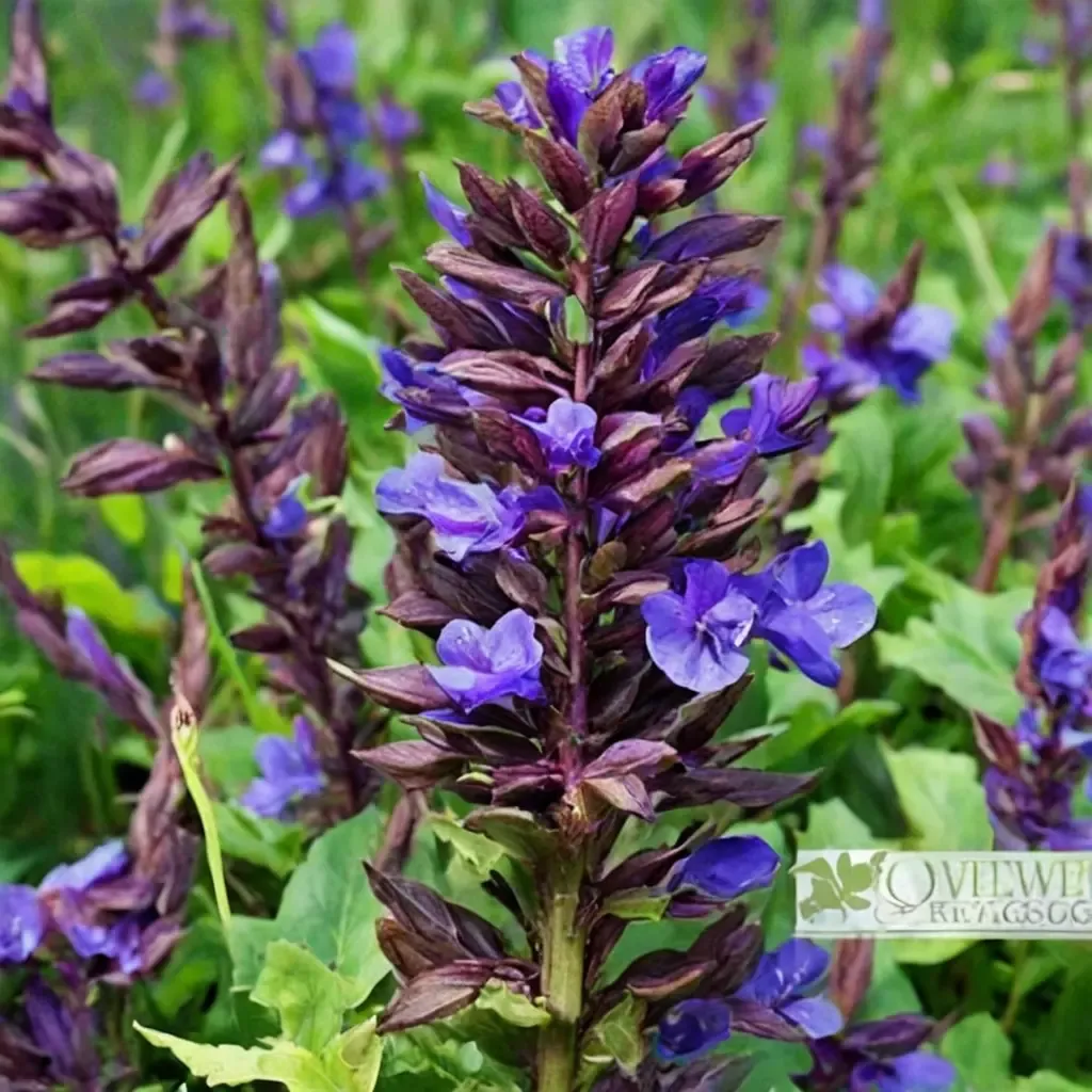 Purple Sage
