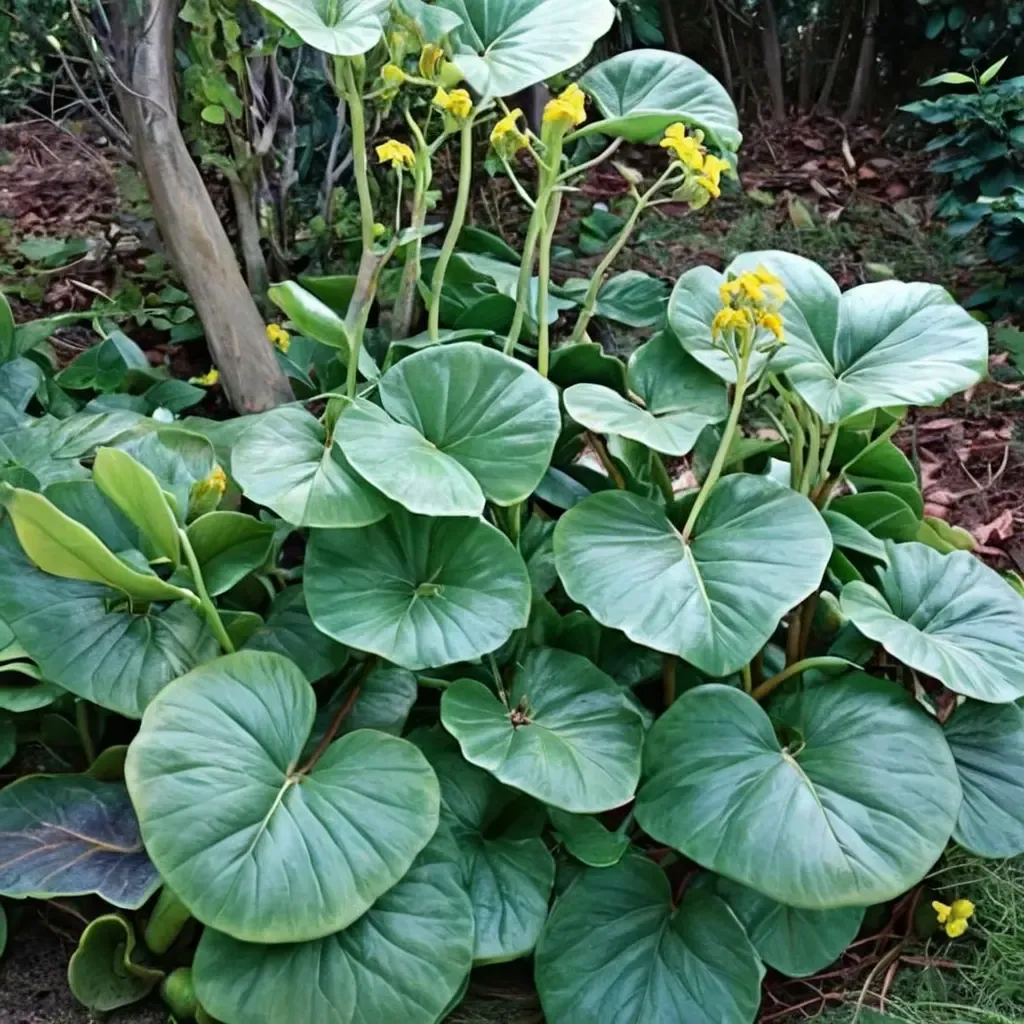 Giant Leopard Plant