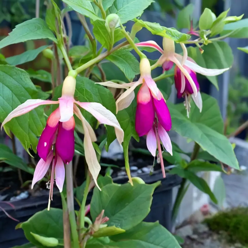 Old Berkeley Fuchsia