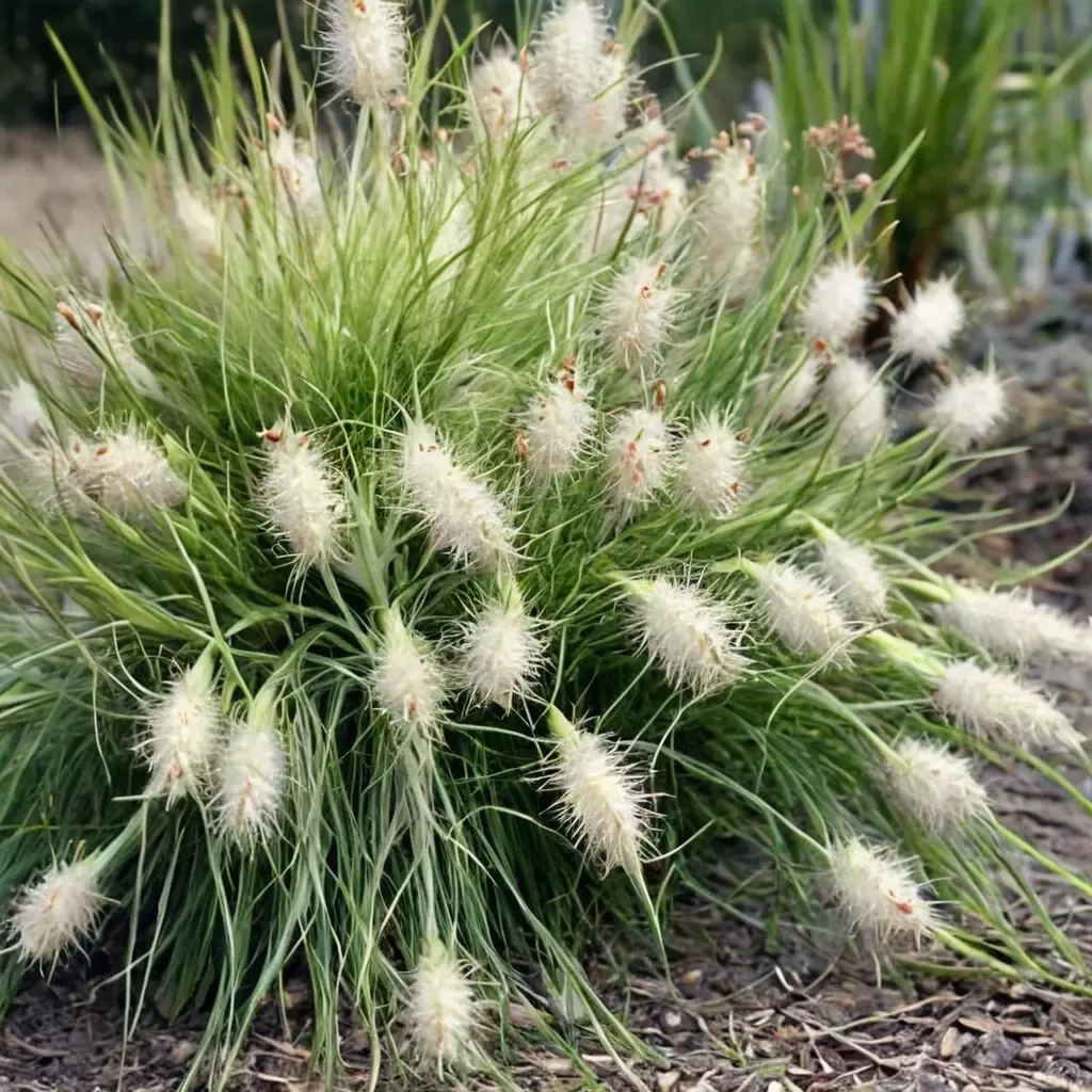 Feathertop Grass