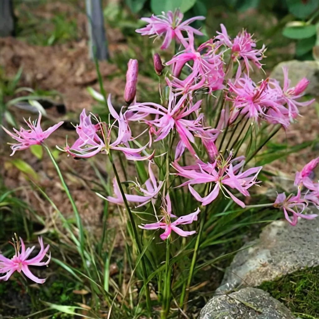 Grass-leaved Nerine
