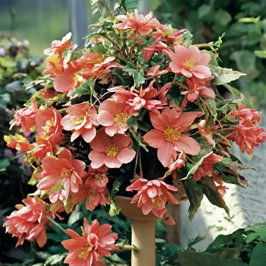 Illumination Salmon Pink Begonia
