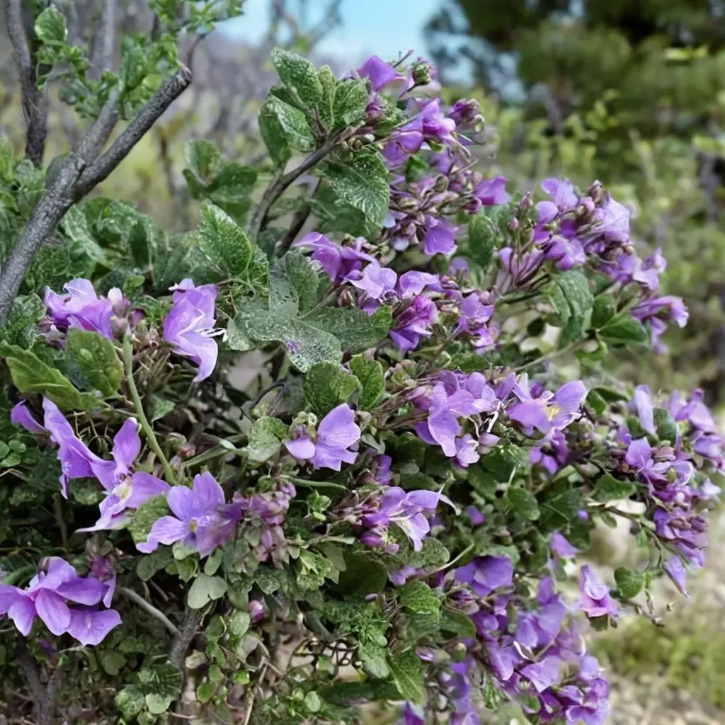 Round-leaved Mint Bush