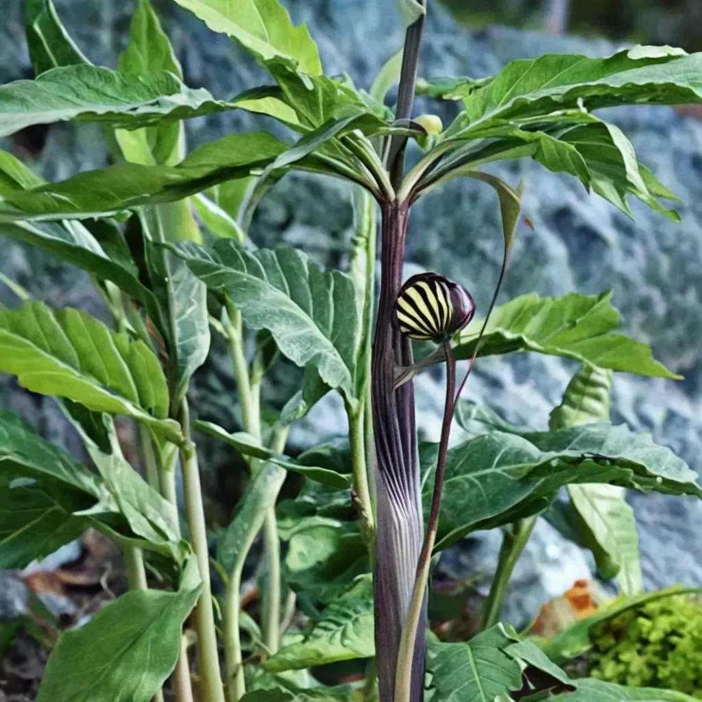 Himalayan Cobra Lily