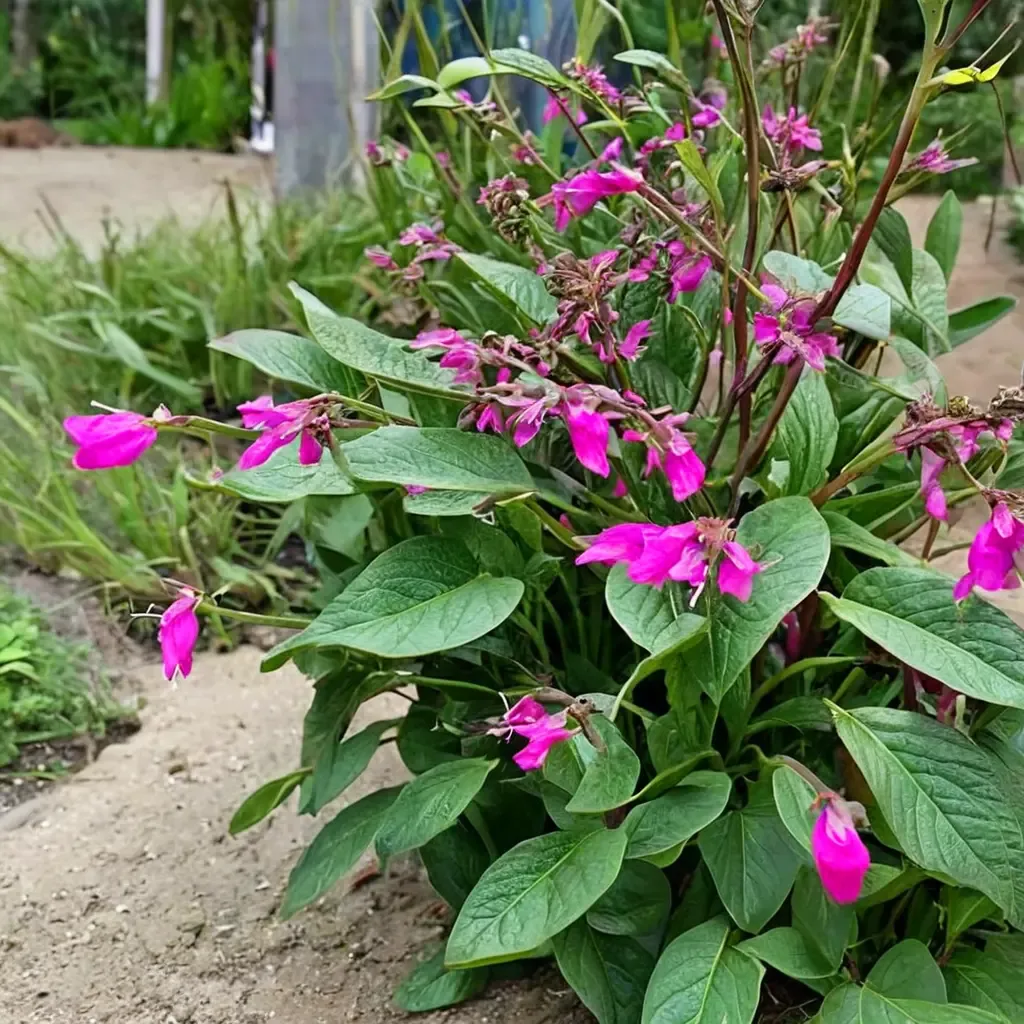 Chiapas Sage