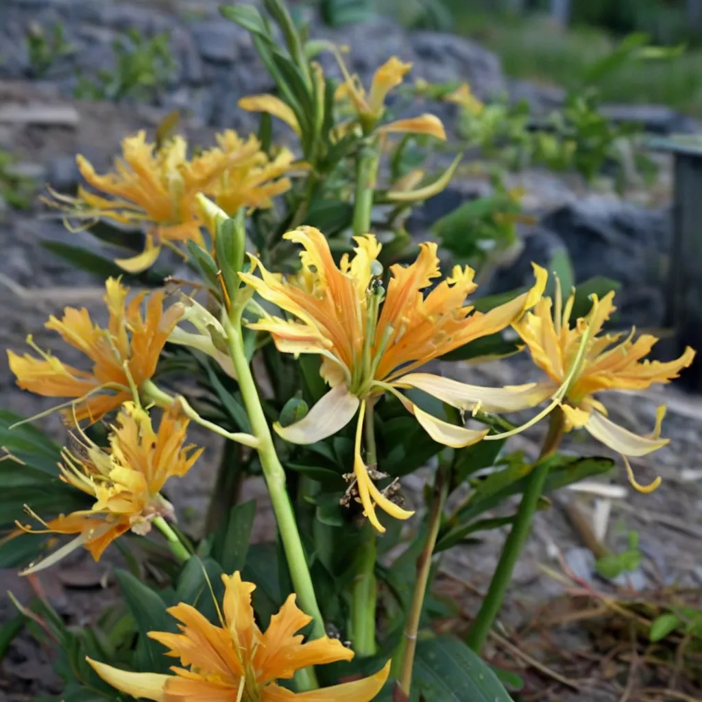 Traub's Lycoris