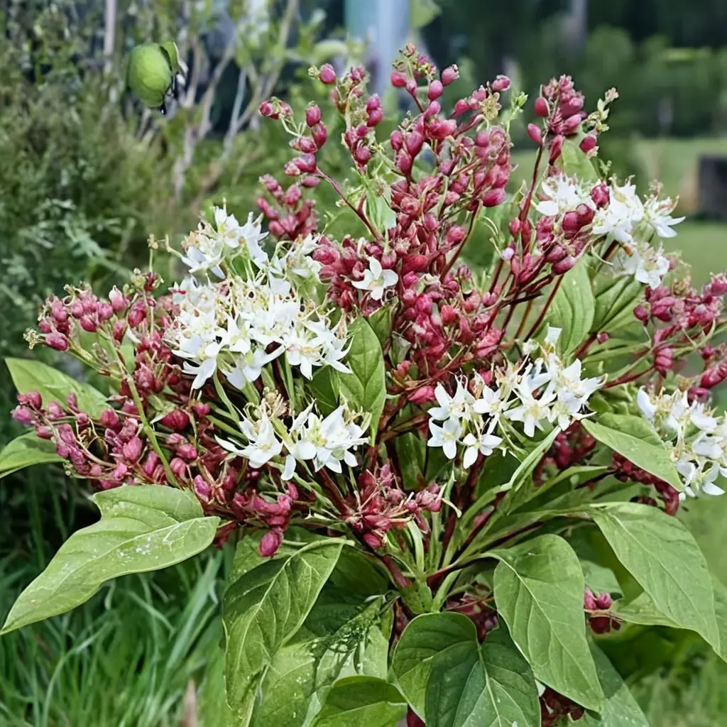 Bloodtwig Dogwood