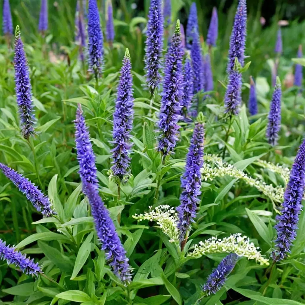 Bushy Boy Speedwell