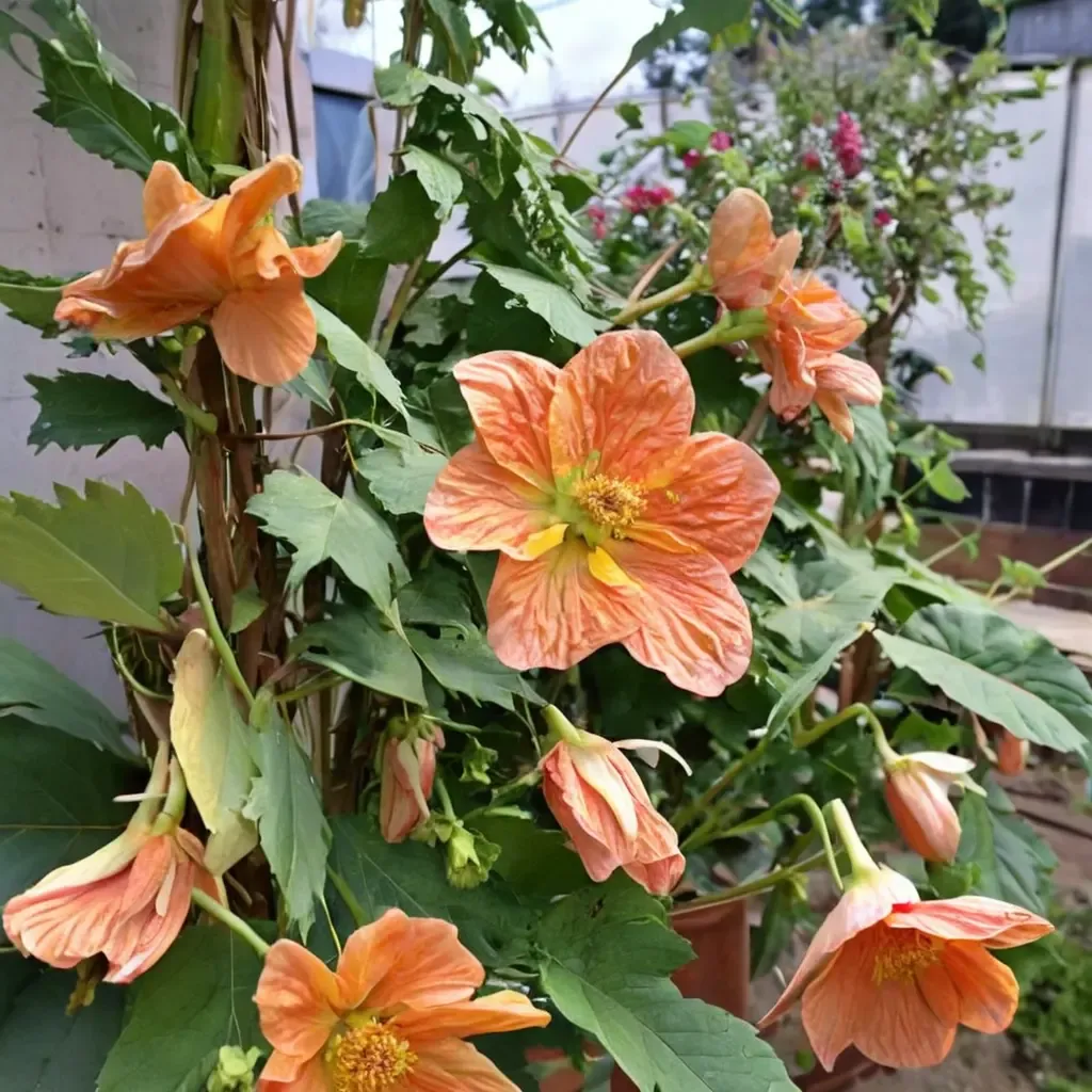 Chinese Lantern Flowering Maple