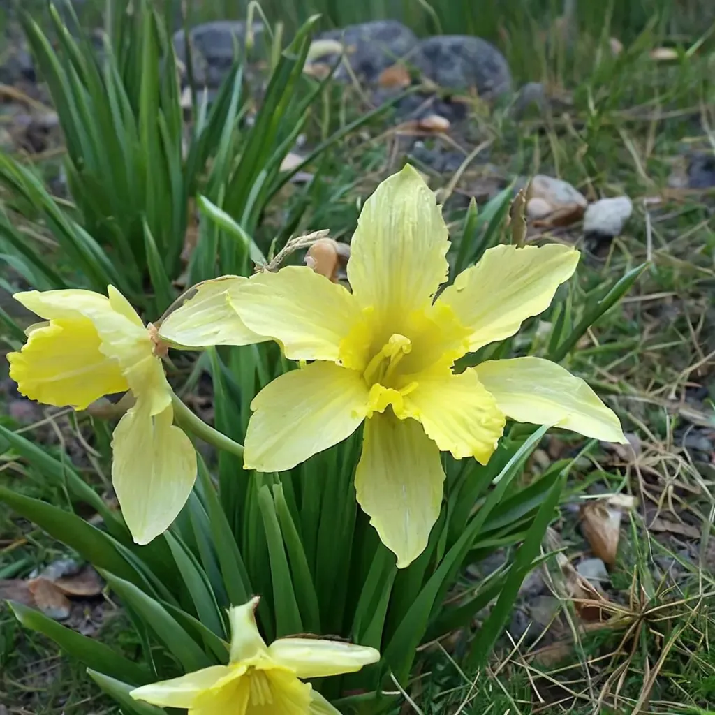 Wild Daffodil