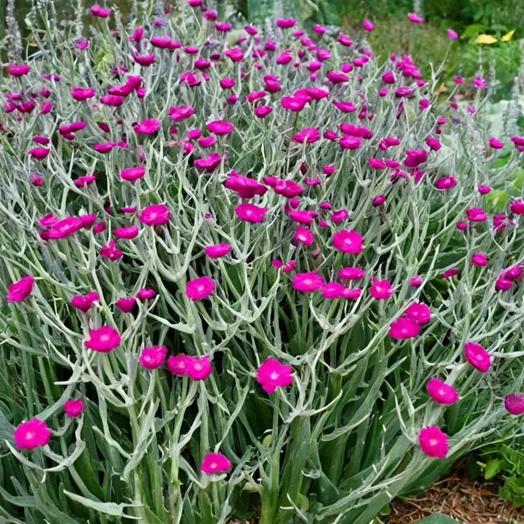 Rose Campion