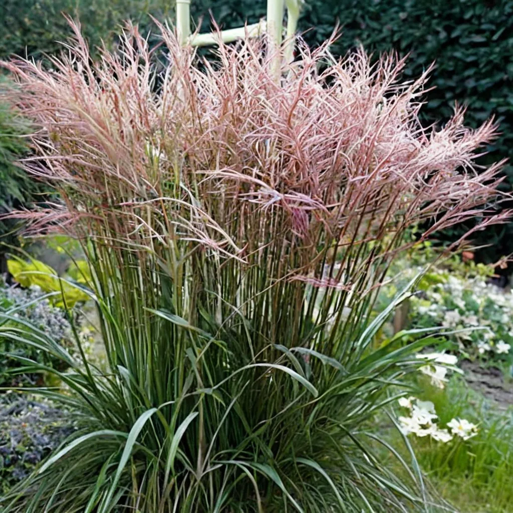 Japanese Silver Grass 'Nippon'