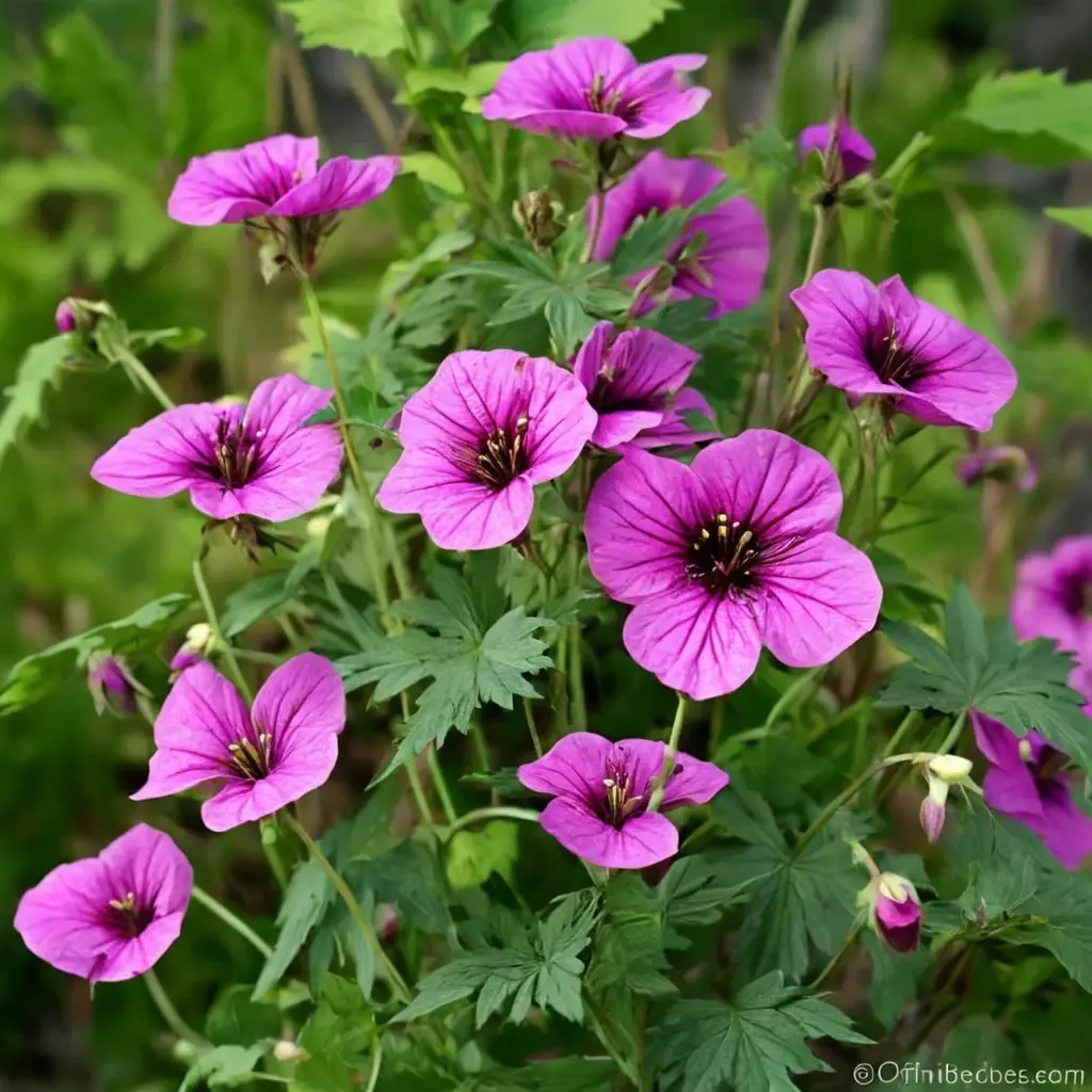Patricia Cranesbill