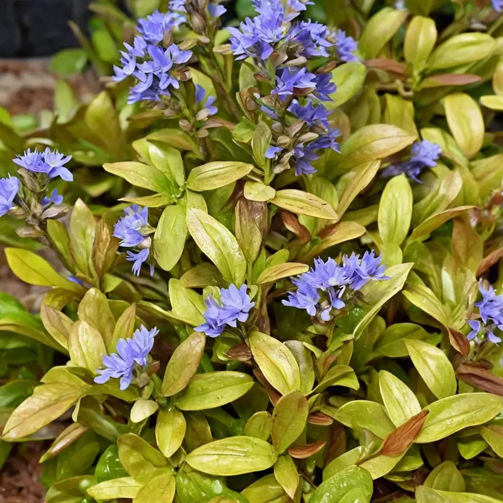 Petite Parakeet Bugleweed