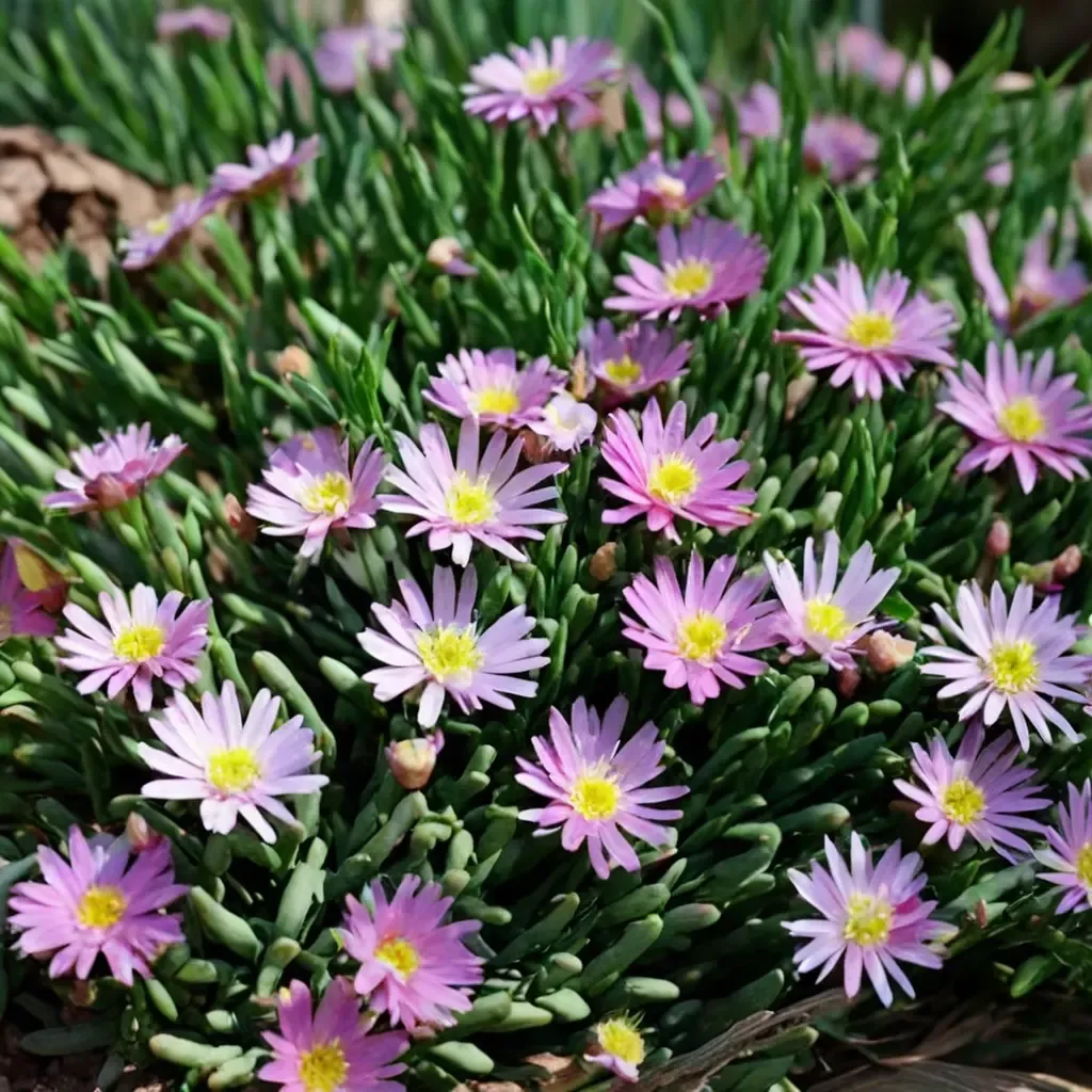 Jewel of Desert Rosequartz Ice Plant