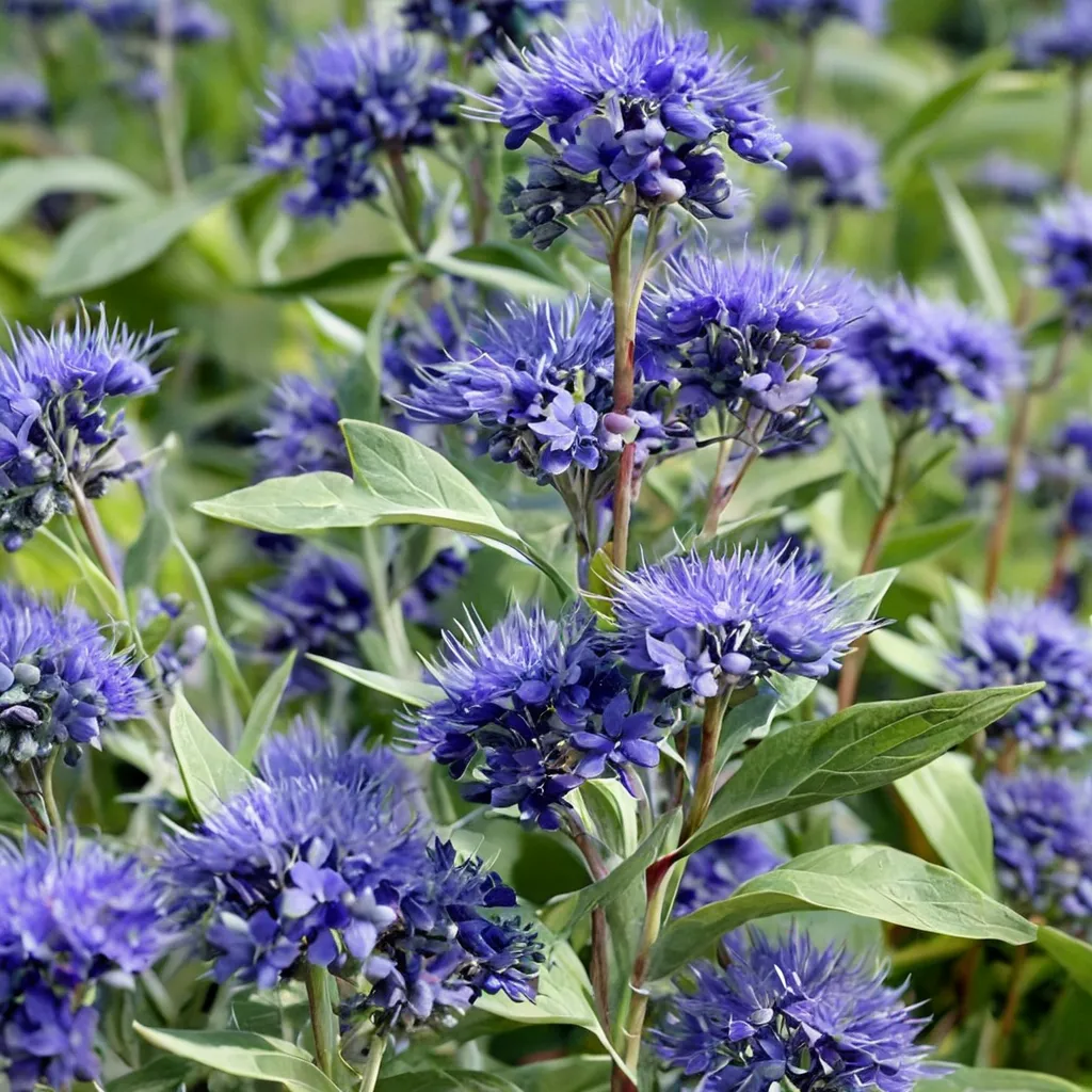 Dark Knight Caryopteris