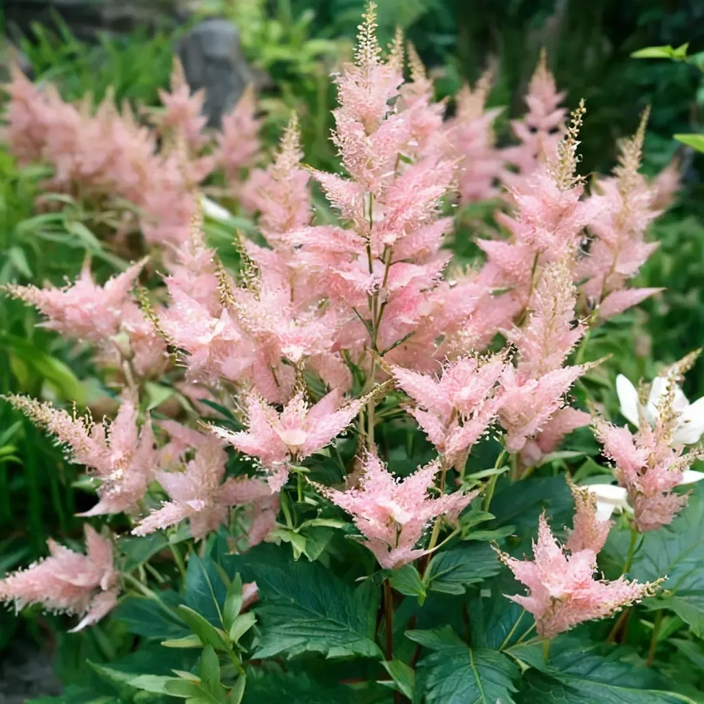 Japanese Astilbe 'Europa'