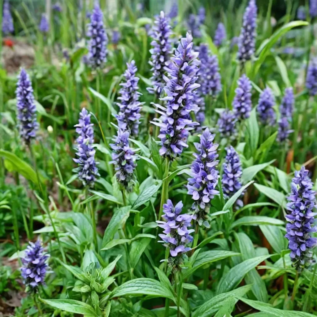 Veined Nepeta