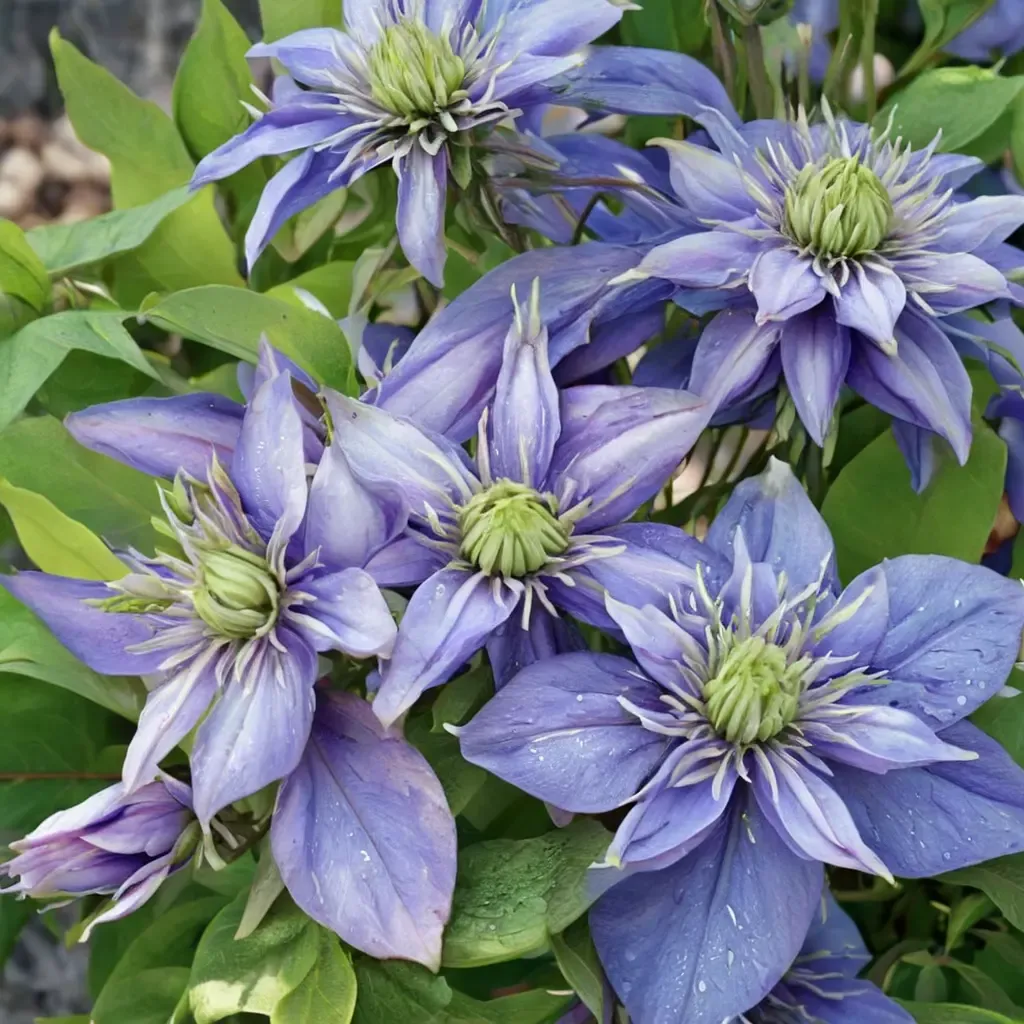Blue Light Clematis