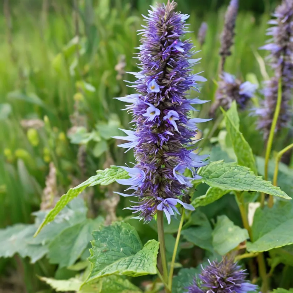 Anise Hyssop