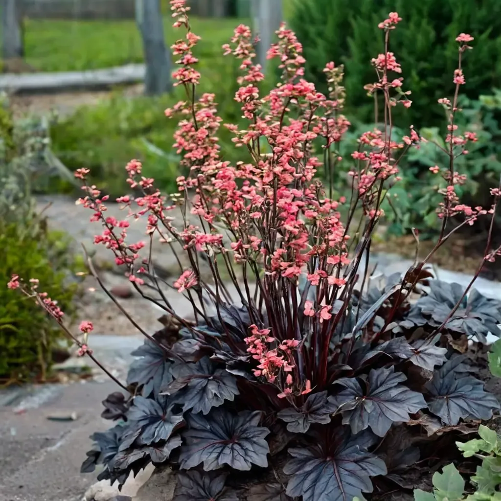 Timeless Night Coral Bells