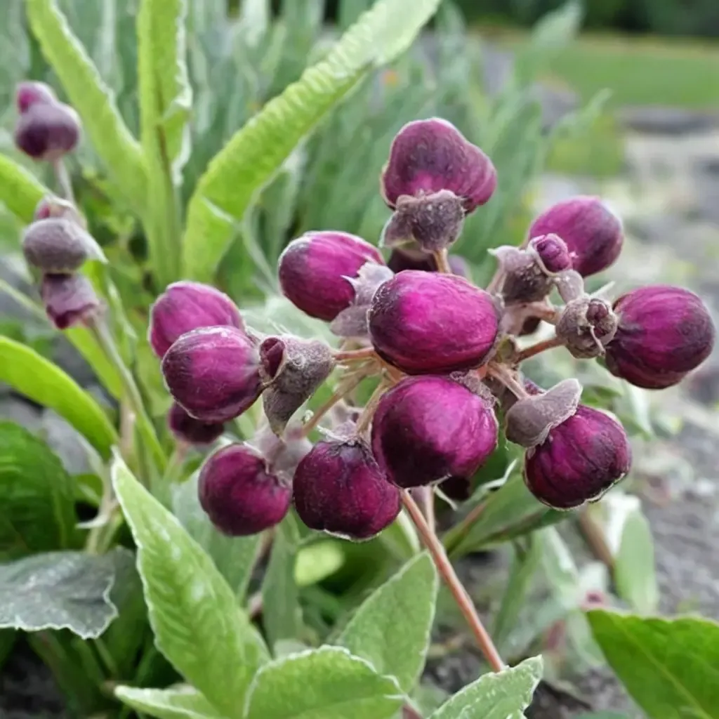 Pocketbook Plant