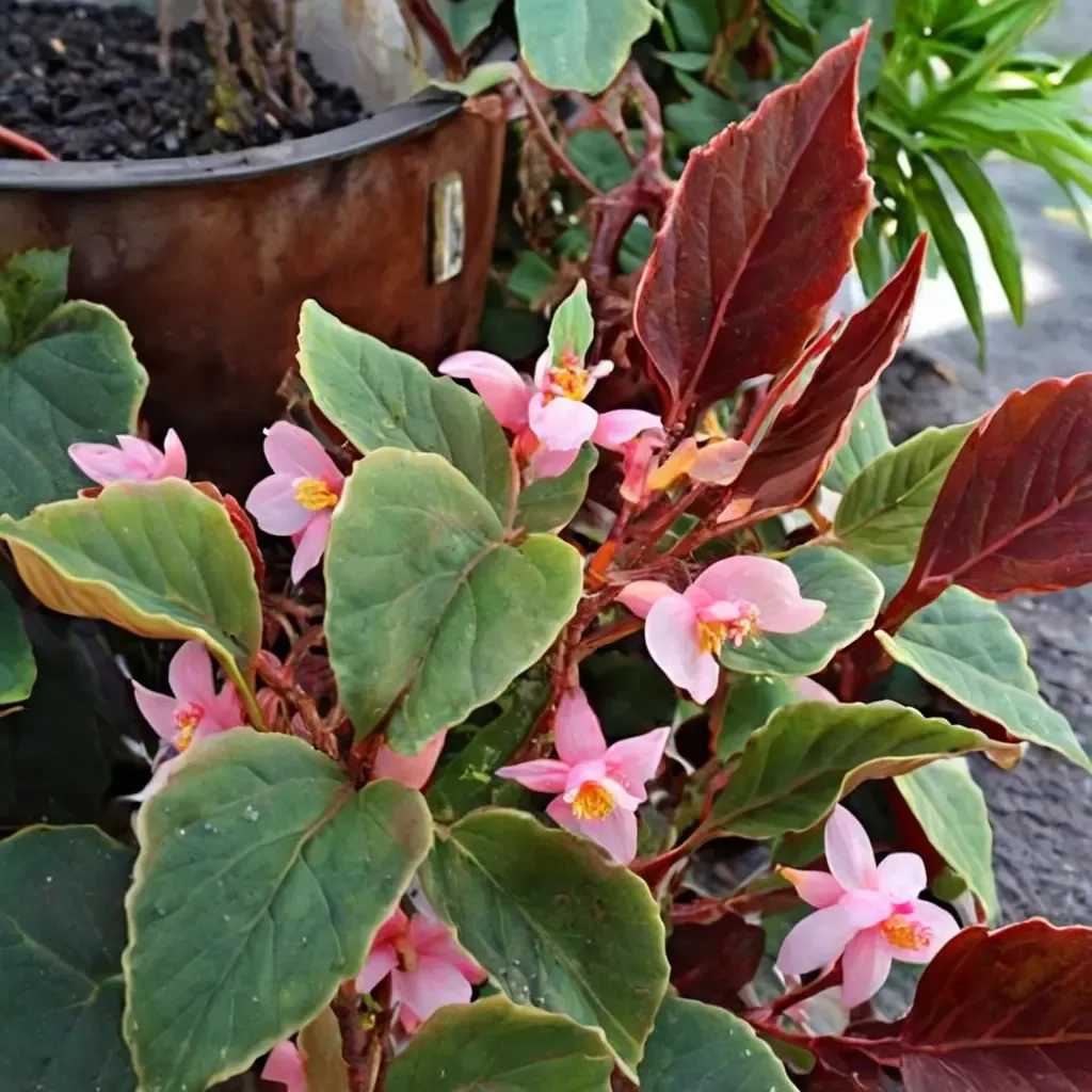 Wax Begonia