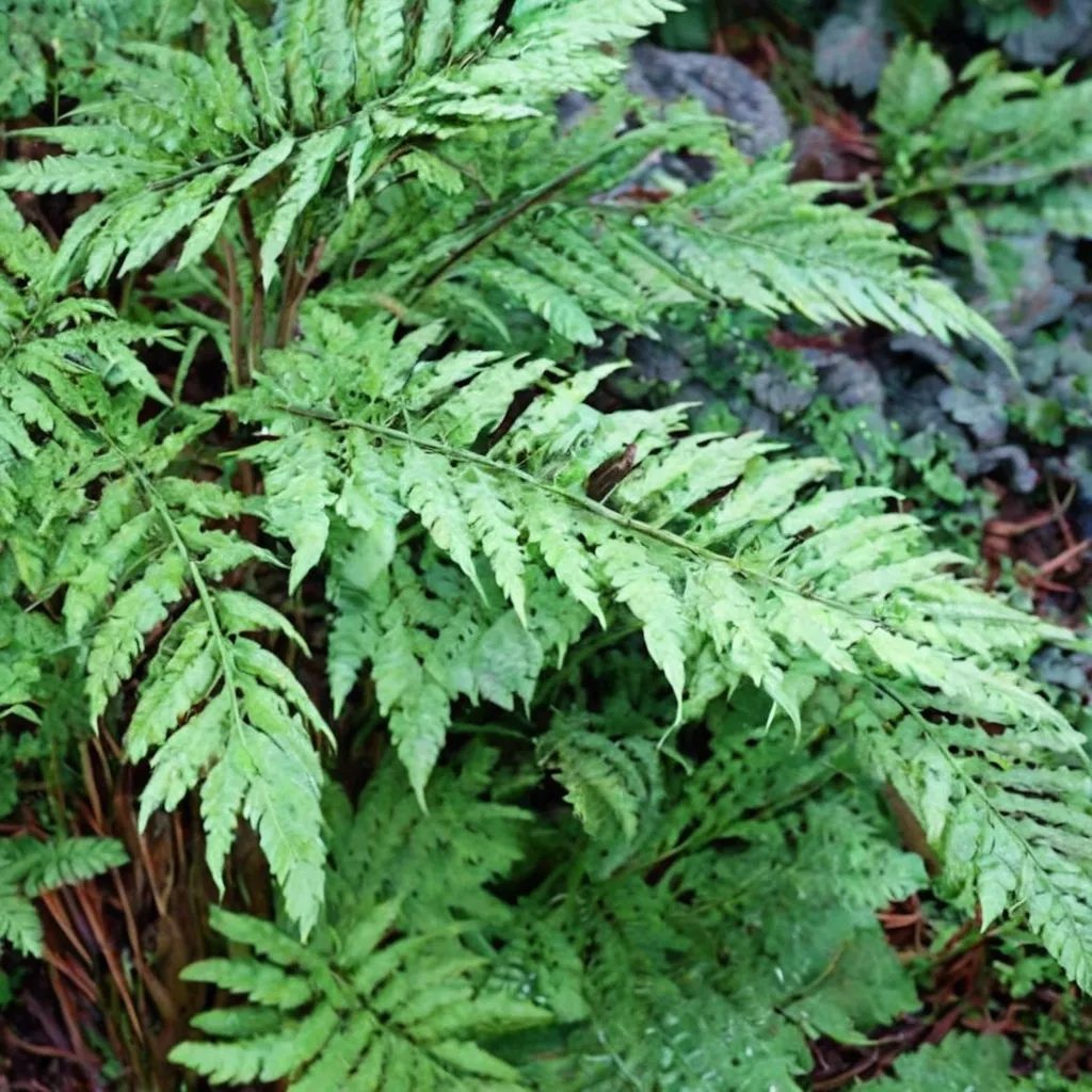 Broad Buckler Fern 'Grandiceps'