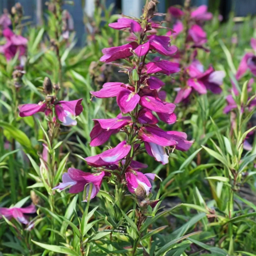 Penstemon Gloxinioides Fruit Punch
