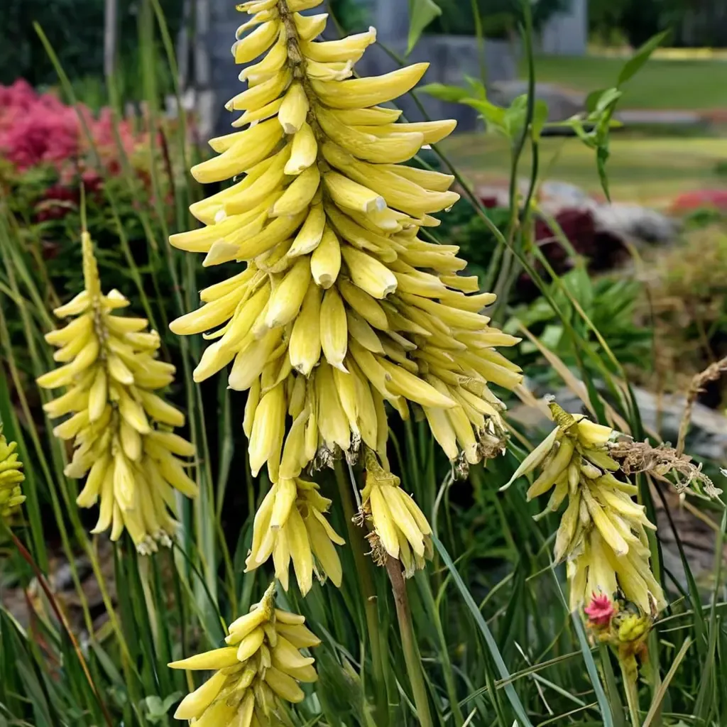Lemon Popsicle Red Hot Poker