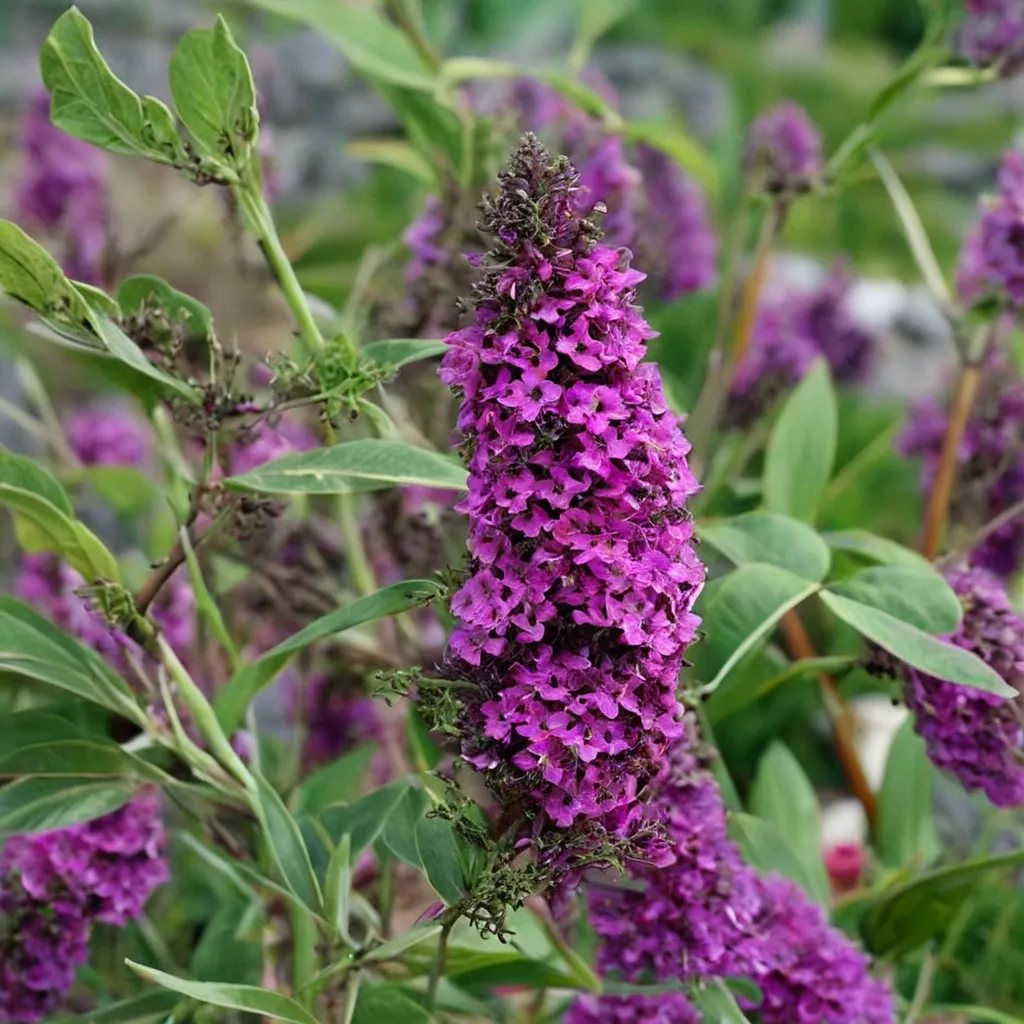 Butterfly Bush Purple Prince