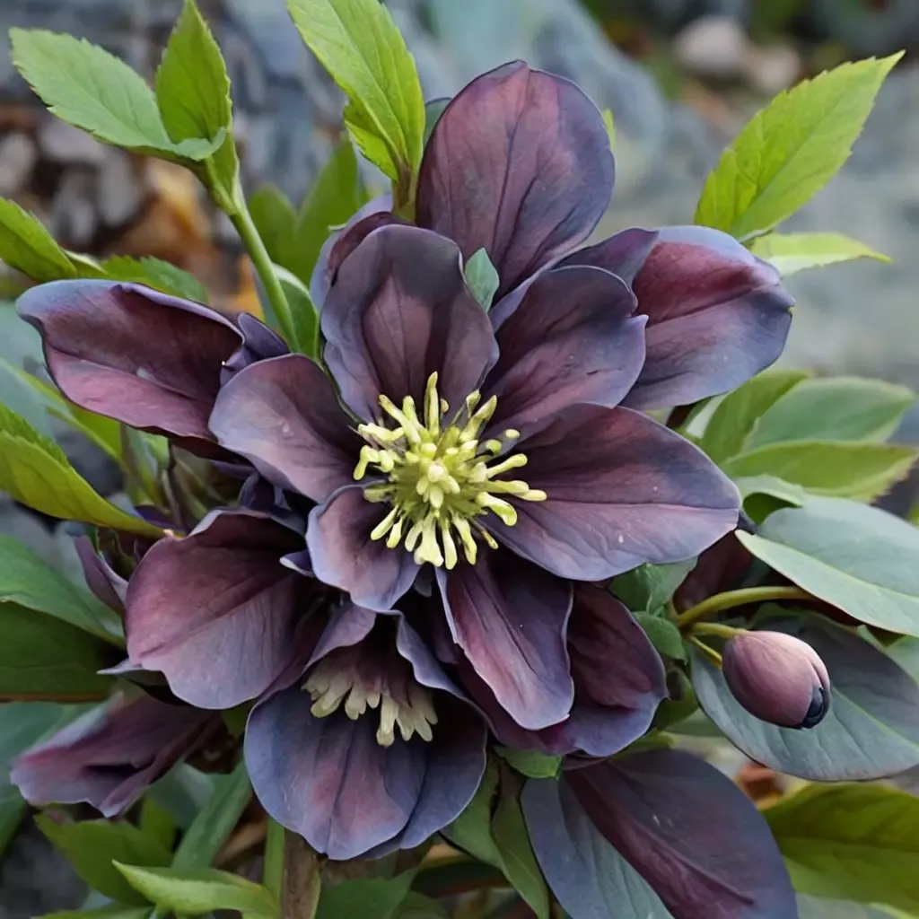 Lenten Rose Hellebore