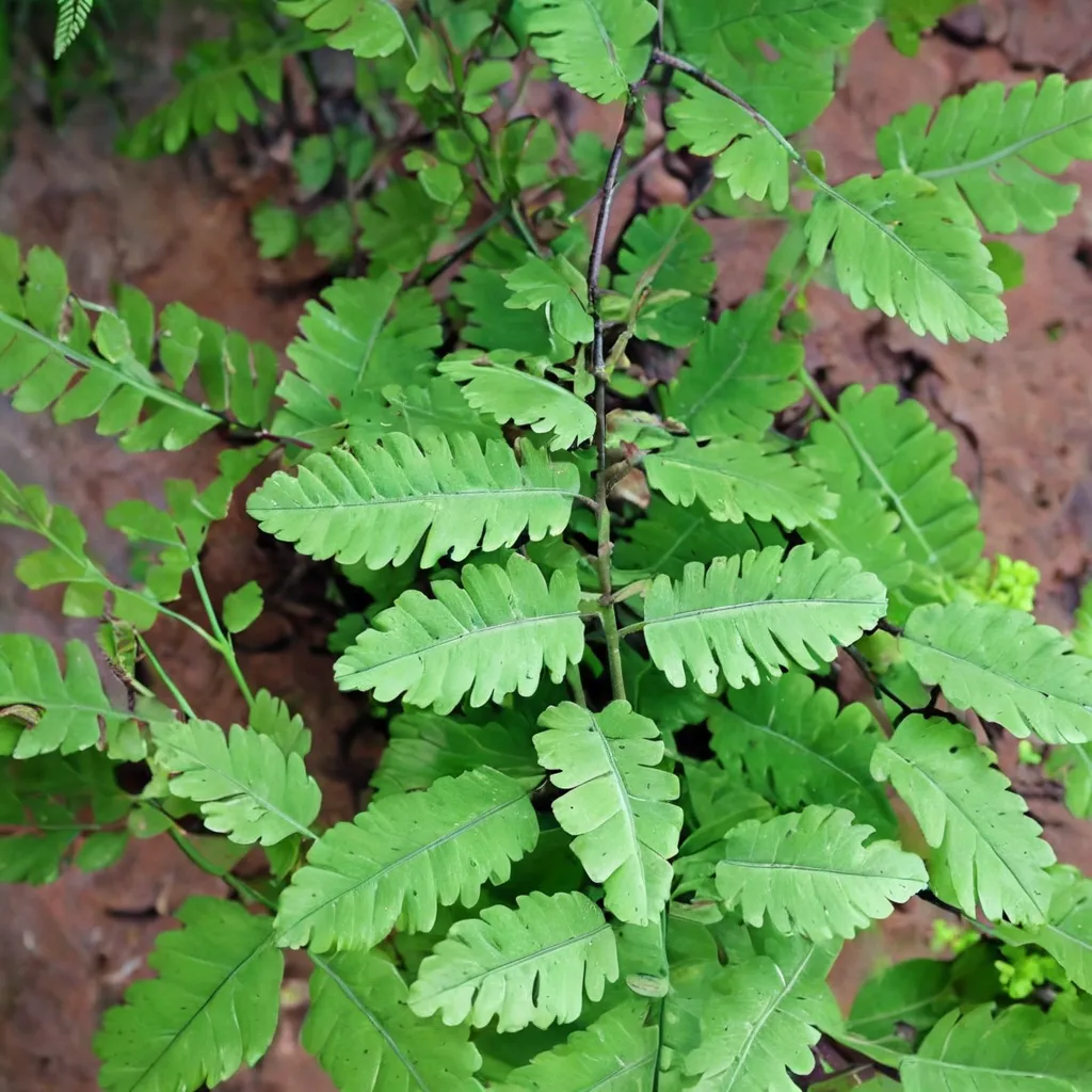 Walking Maidenhair Fern