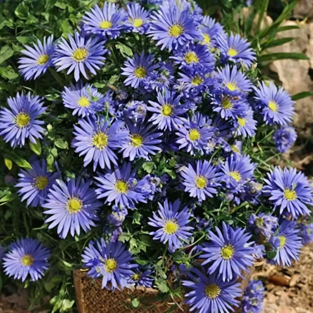 Sapphire Aster