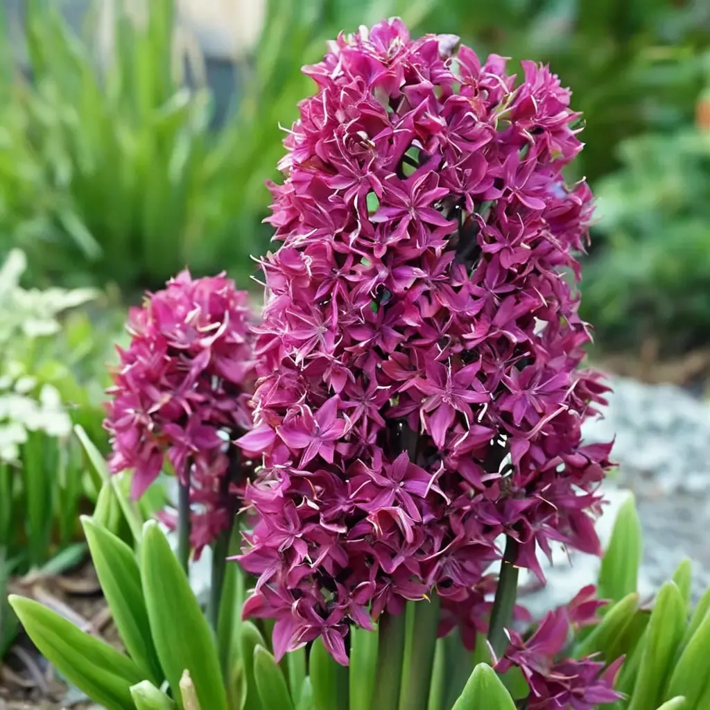 Woodstock Hyacinth