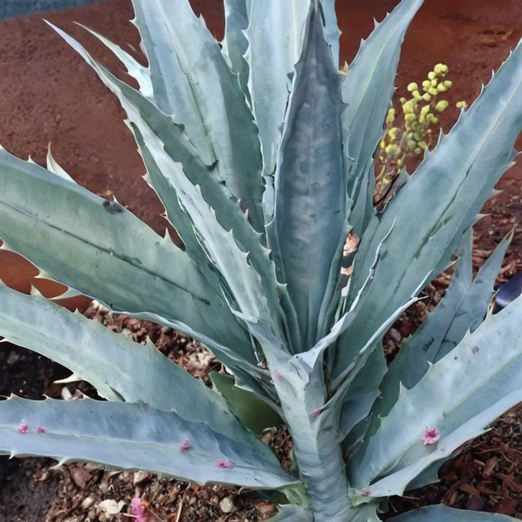 Lemon Lime Agave